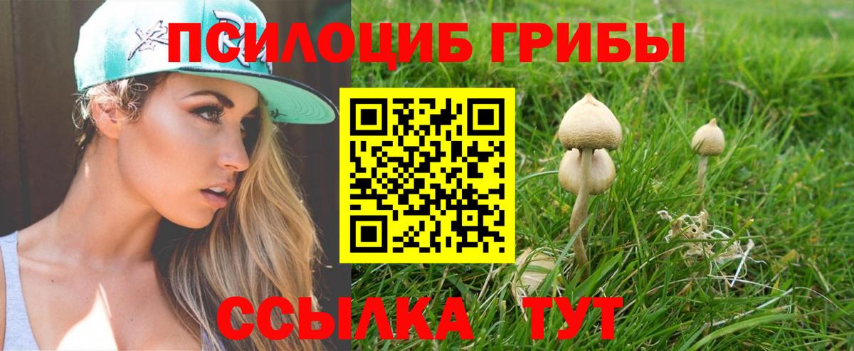 Псилоцибиновые грибы Psilocybine cubensis Апшеронск